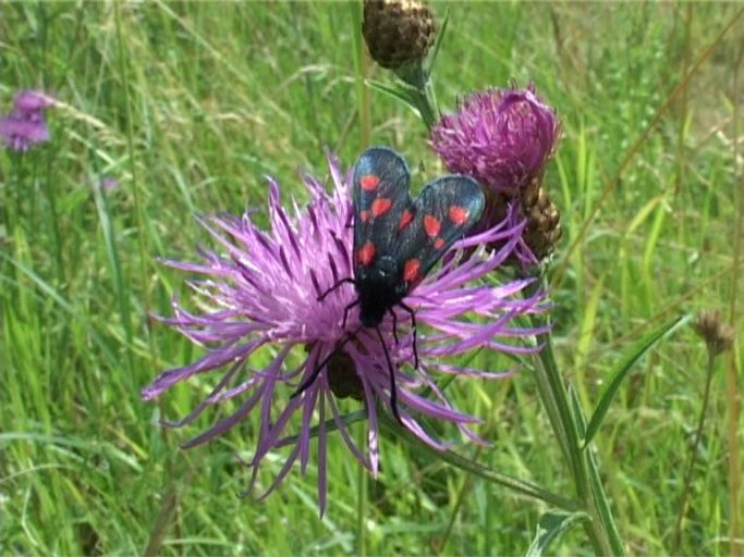 Sumpfhornklee-Widderchen ( Zygaena trifolii ) : Am Niederrhein, Feuchtbiotop, 21.07.2004